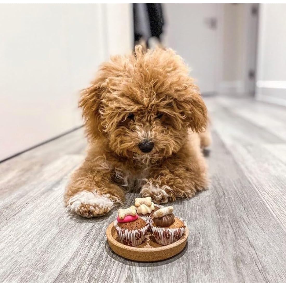 The Barking Bakery Trio of Mini Iced Woofins – Gourmet Dog Cupcakes