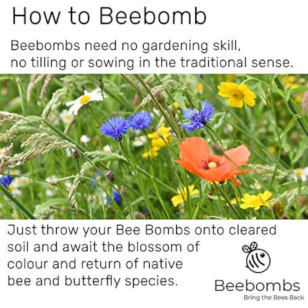 Beebombs Wildflower Seed Balls – UK Native Mix for Bees (21sqft)