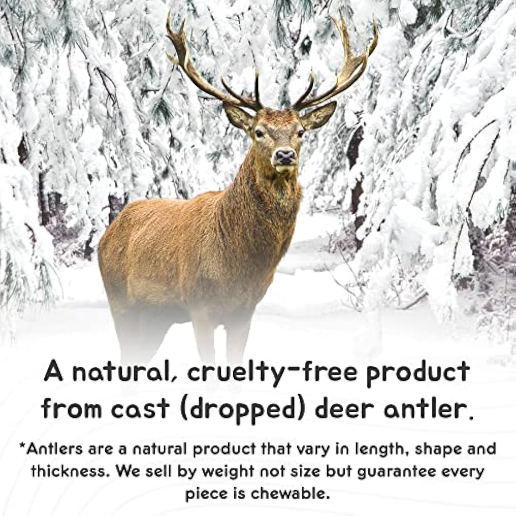 Ace Antlers Natural Deer Antler Dog Chew – XXXXL (400-500g) Red Deer