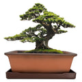 MUZHI 8.5 Inch Zisha Clay Bonsai Planter Pot with Tray - Unglazed Rectangle