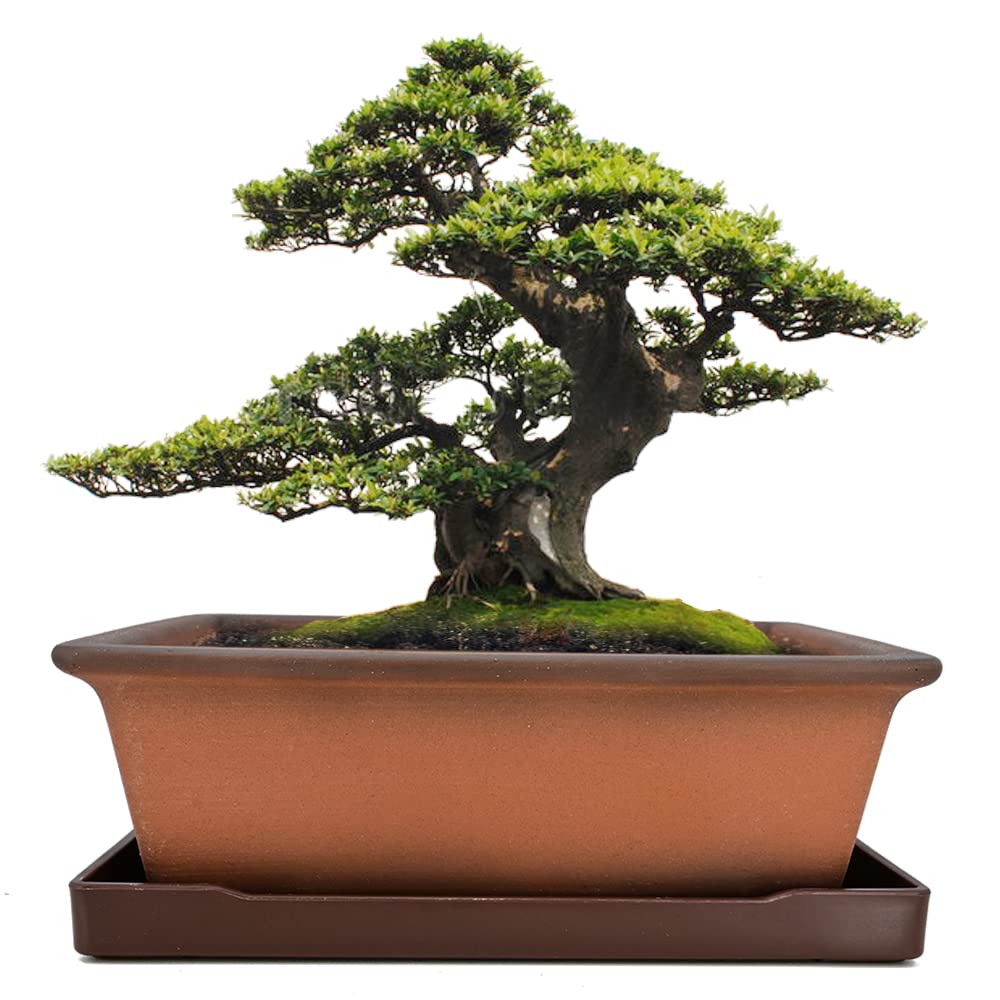 MUZHI 8.5 Inch Zisha Clay Bonsai Planter Pot with Tray - Unglazed Rectangle