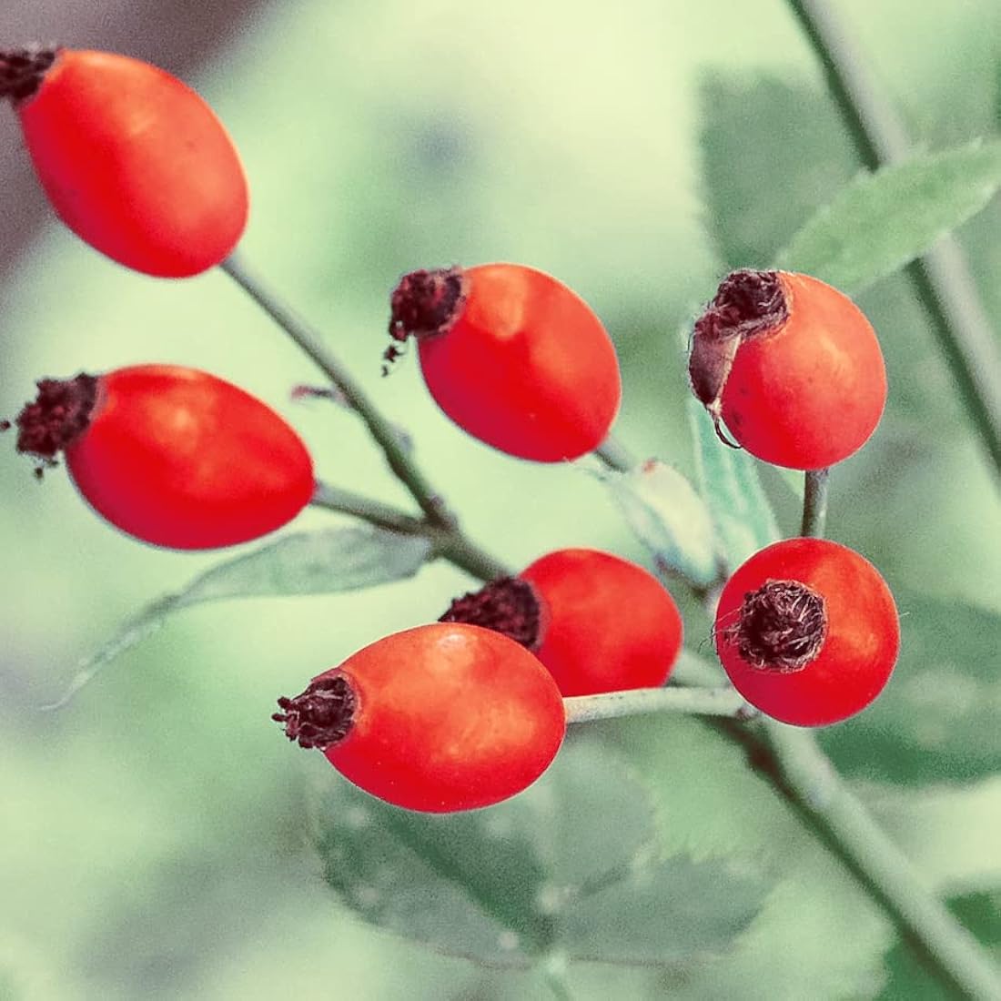 Naissance Organic Rosehip Seed Oil – 900ml Cold Pressed Vegan Facial Oil