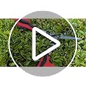 Kimura Pro Hedge Shears – Japanese SK5 Steel & Lightweight Aluminium
