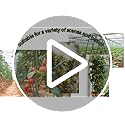SZMDLX 48" Tomato Cage 3-Pack | Adjustable Iron Garden Plant Support