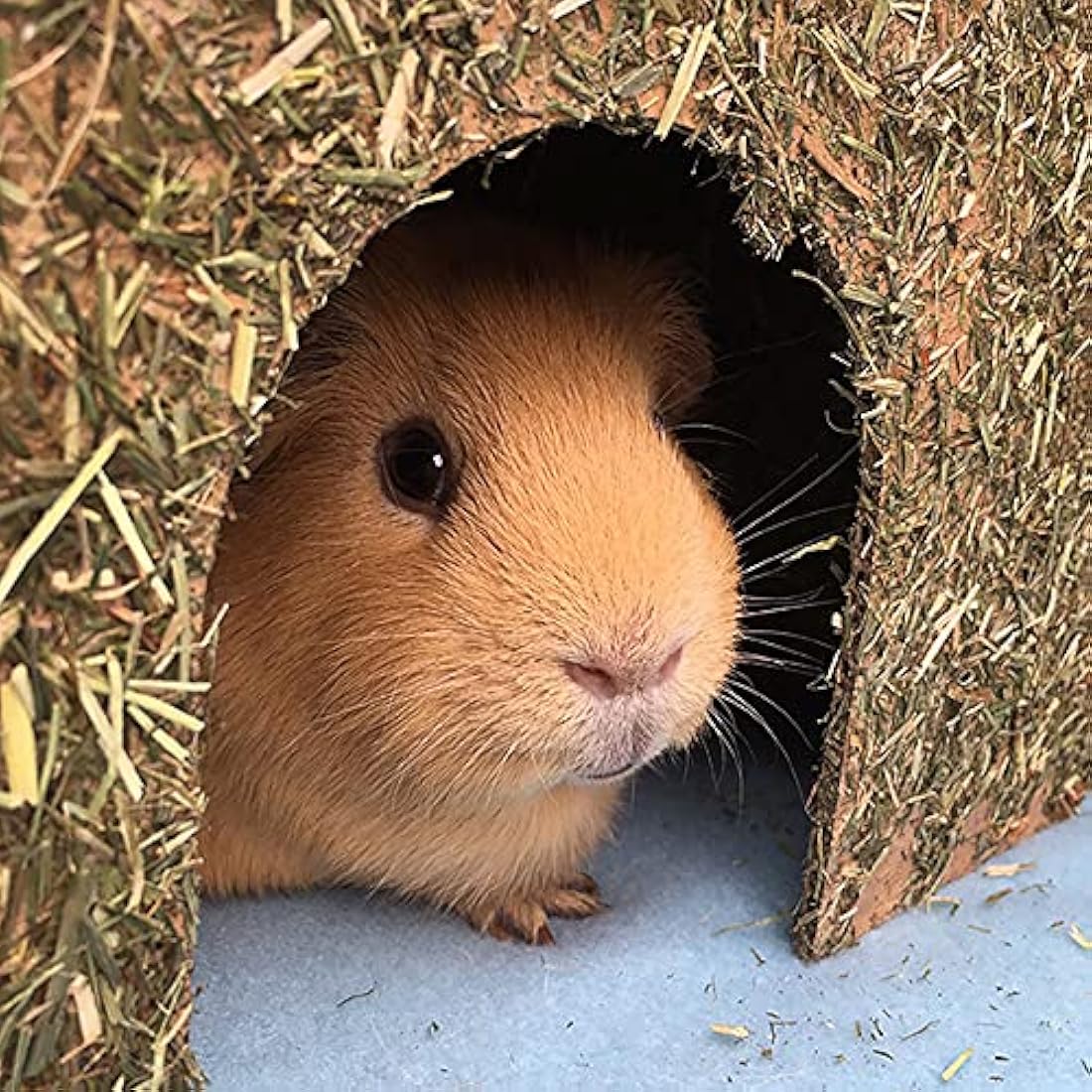 Rosewood Naturals Large Carrot Cottage | Edible Hay Hideout for Rabbits