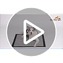 Gardner Pet XL Carbon Puppy Pads | 70x85cm Odor Control Training Pads