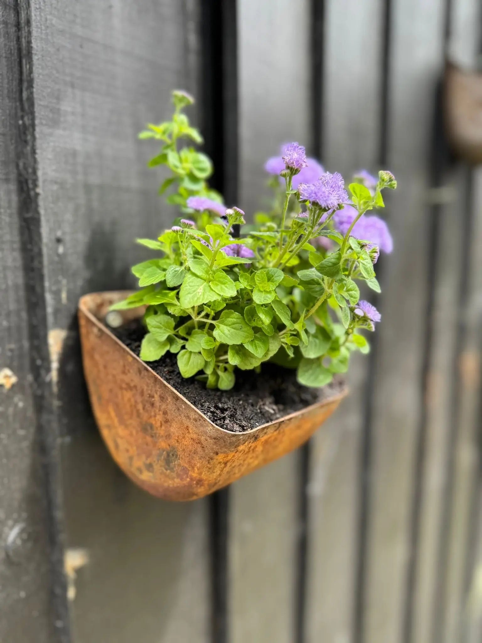 Rustic Warehouse Norfolk | Vintage Metal Wall Mounted Herb Planter