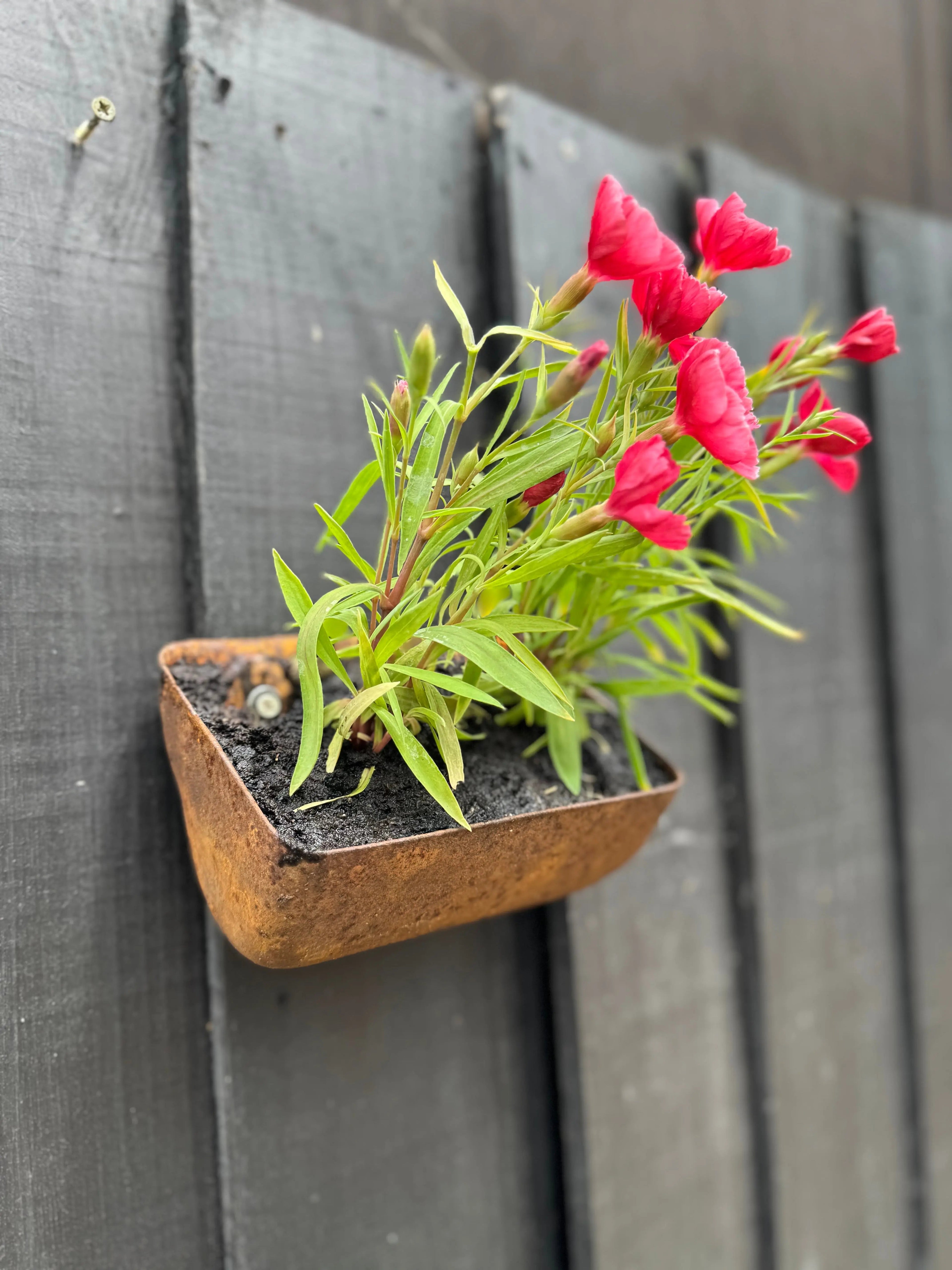 Rustic Warehouse Norfolk Vintage Metal Wall Mounted Planter & Key Holder