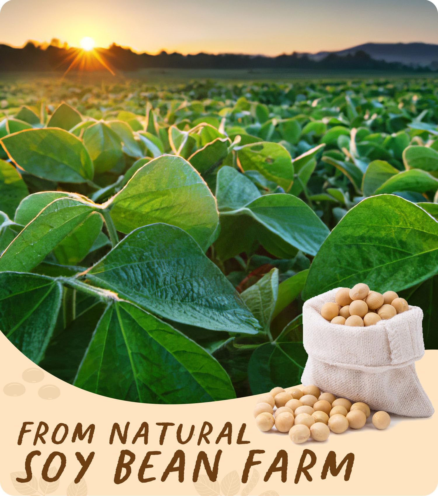 BOYUJK 100% Natural Soy Wax for Candle Making - Organic & Pure (5KG)