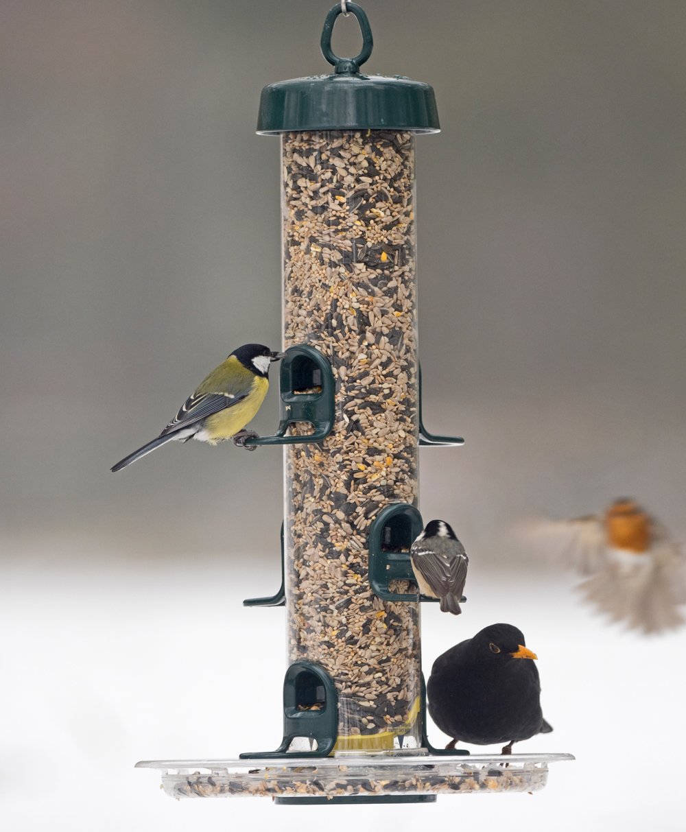 Jacobi Jayne BigEasy Bird Feeder | Squirrel-Resistant 2.2L Seed Feeder