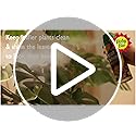 Baby Bio Leaf Shine – 200ml Aerosol Spray for Healthy Houseplant Leaves