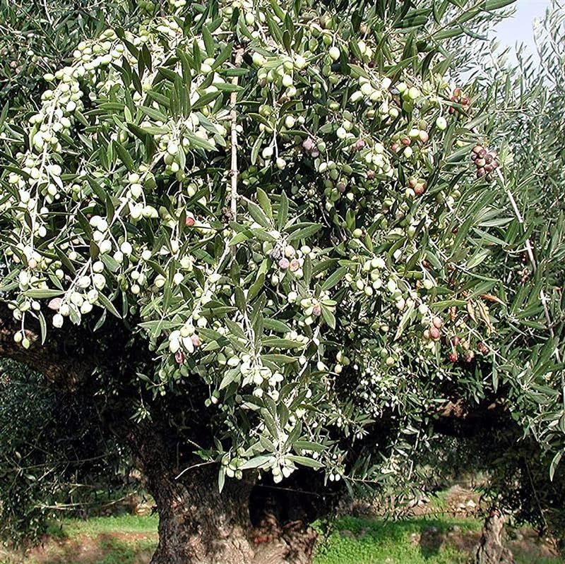Odysea Greek Extra Virgin Olive Oil | PGI Chania Crete | 3L Tin