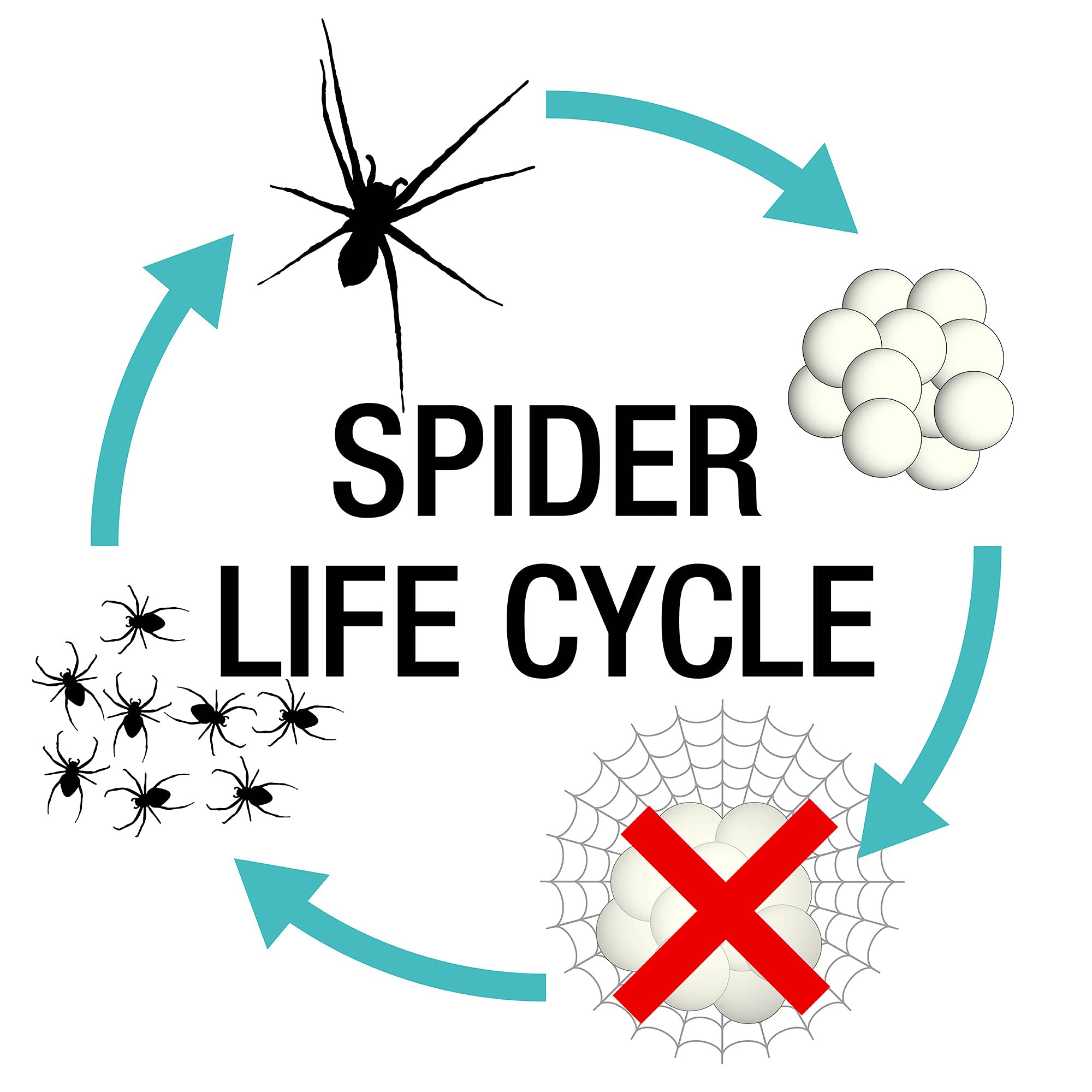 NOPE! CP Spider Killer Spray & 5L Sprayer | Odourless Residual Treatment