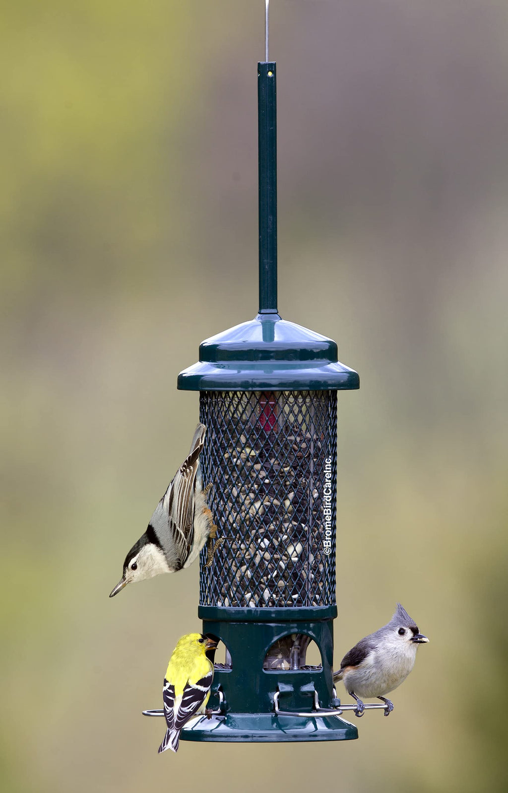 Squirrel Buster Standard Bird Feeder - Squirrel-Proof Metal, 1.3lb