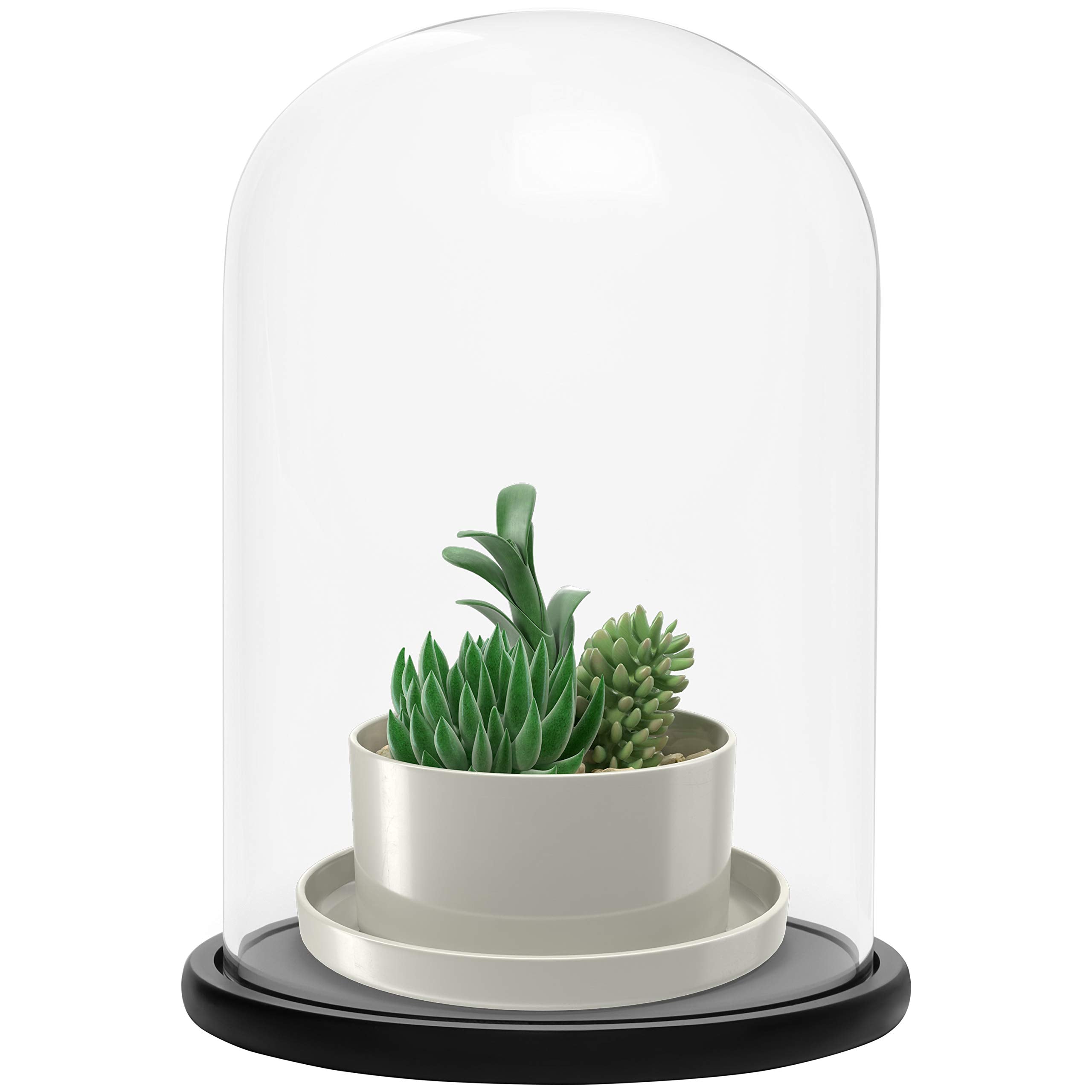 Belle Vous Glass Dome Cloche Bell Jar with Black Wooden Base - 30cm