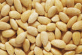 Jolof Store Blanched Almonds – 1 Kg (2.2 LB) Bulk Raw Baking Nuts