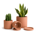 D'vine Dev Terracotta Succulent Planter Pots with Drainage - Set of 3