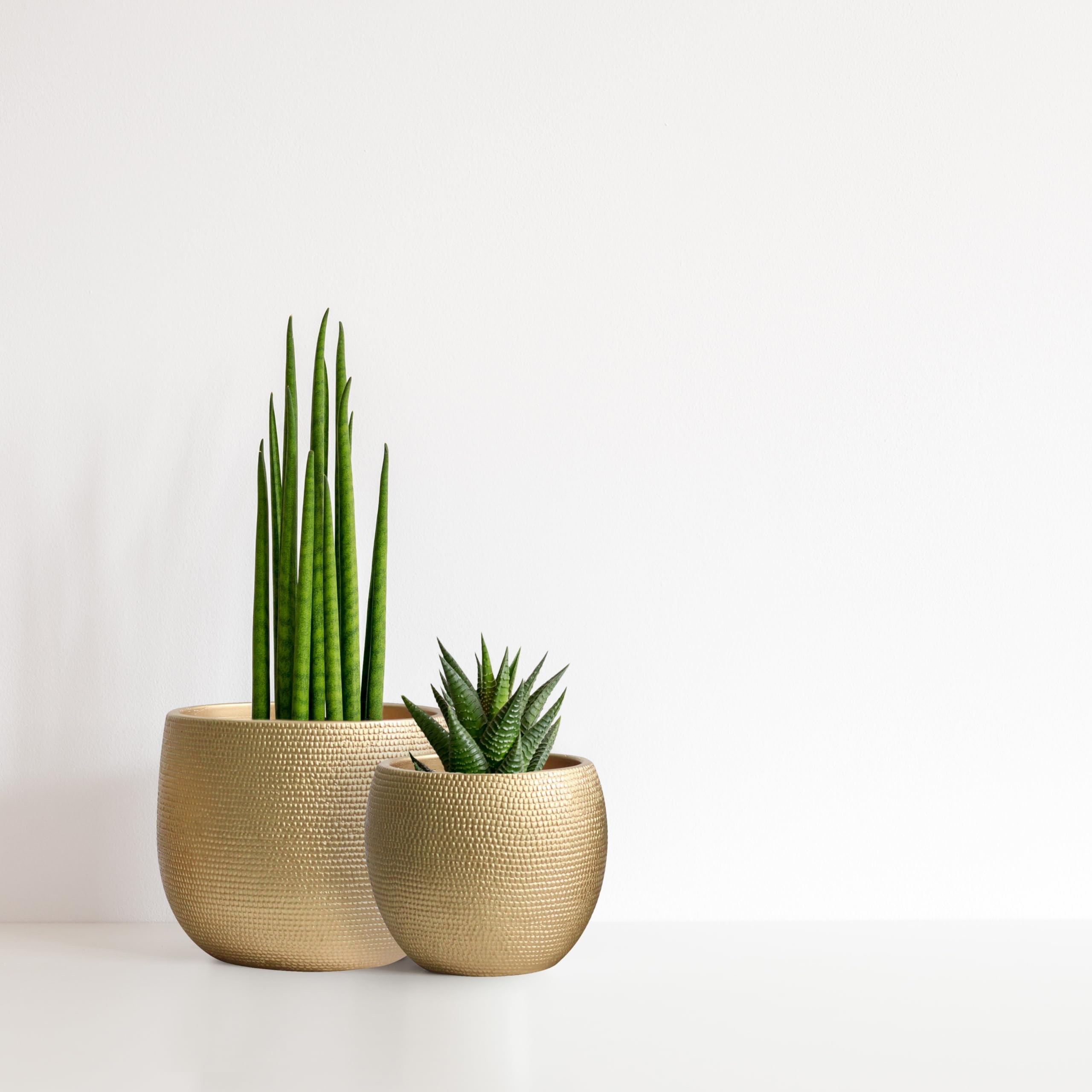 Olly & Rose Barcelona Gold Ceramic Plant Pot Set - 14cm & 17.5cm Planters