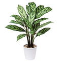 Briful 24.8" Artificial Calathea Majestica Exotica Plant in Ceramic Pot