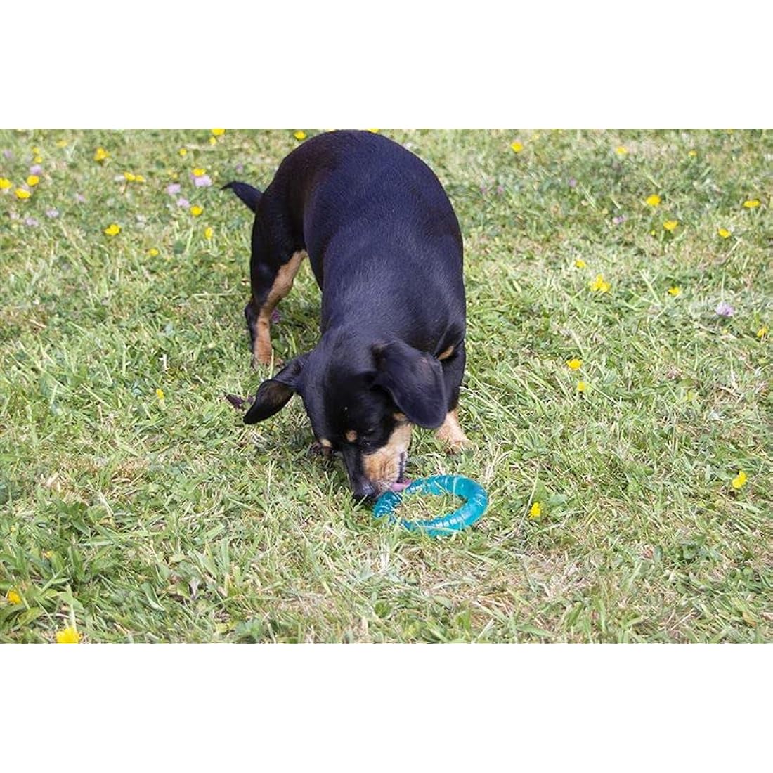 Rosewood BioSafe Puppy Ring – Antimicrobial Teething Chew Toy, Blue