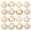 Finoly Natural Scallop Shells for Cooking and DIY - 16 Units | 10x11cm