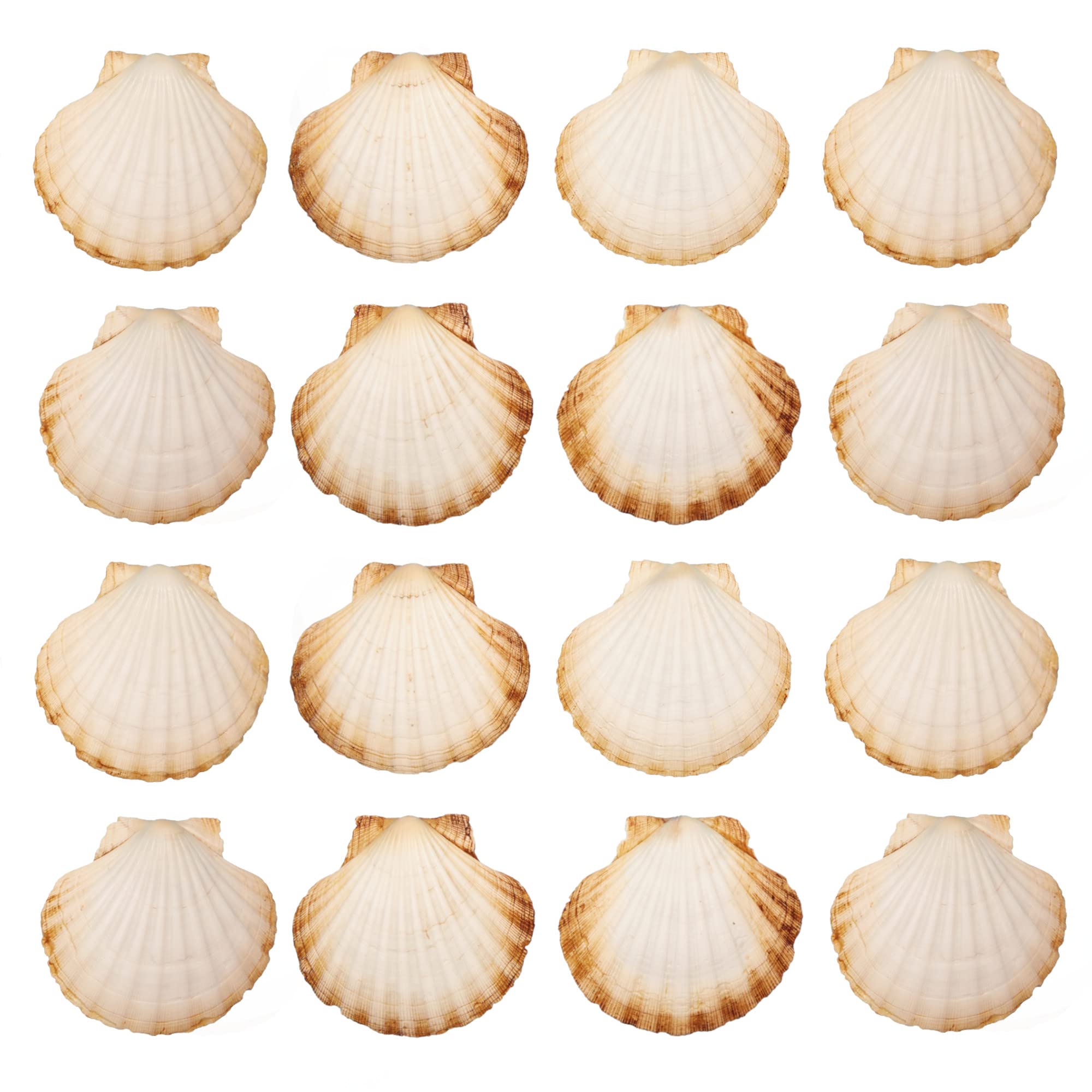 Finoly Natural Scallop Shells for Cooking and DIY - 16 Units | 10x11cm