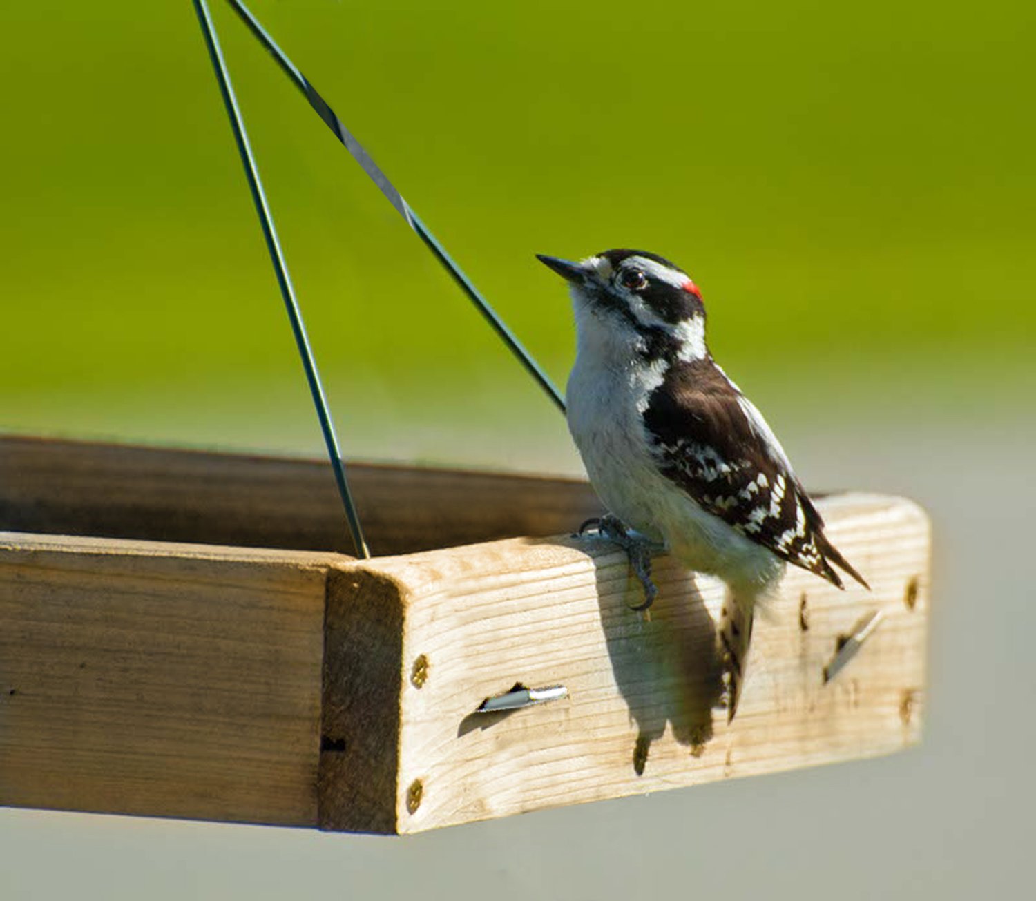 Woodlink Cedar 3-in-1 Platform Bird Feeder | 3lb Seed Capacity
