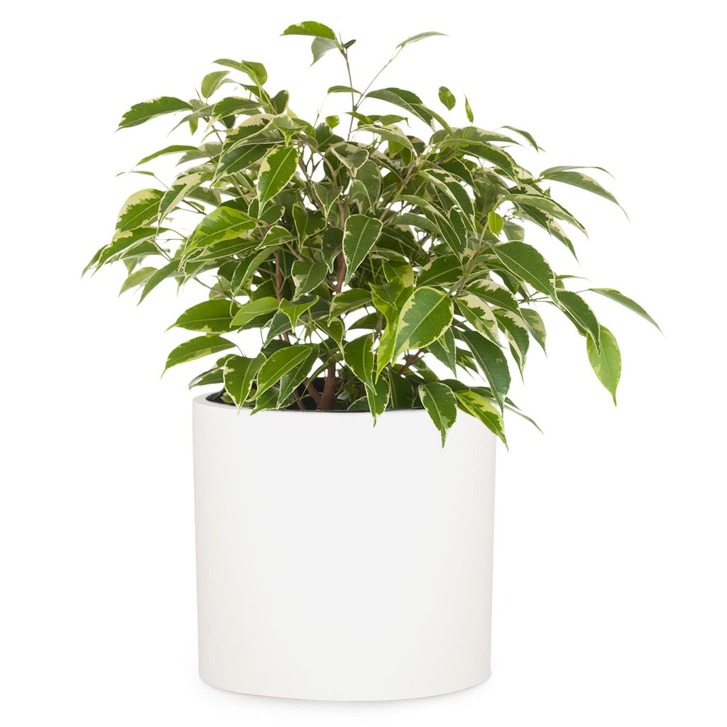 Fox & Fern Fiberstone Plant Pot – 8 Inch Modern Indoor Outdoor Planter