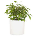 Fox & Fern Fiberstone Plant Pot – 8 Inch Modern Indoor Outdoor Planter