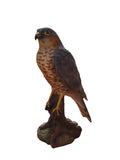 Vivid Arts Sparrow Hawk Garden Ornament - Realistic Resin Bird Sculpture