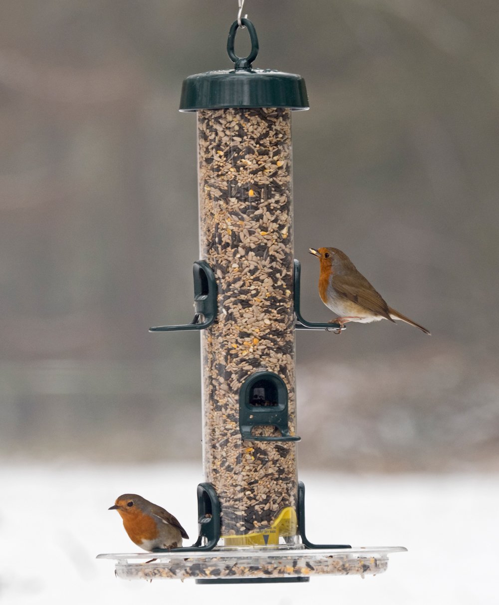 Jacobi Jayne BigEasy Bird Feeder | Squirrel-Resistant 2.2L Seed Feeder