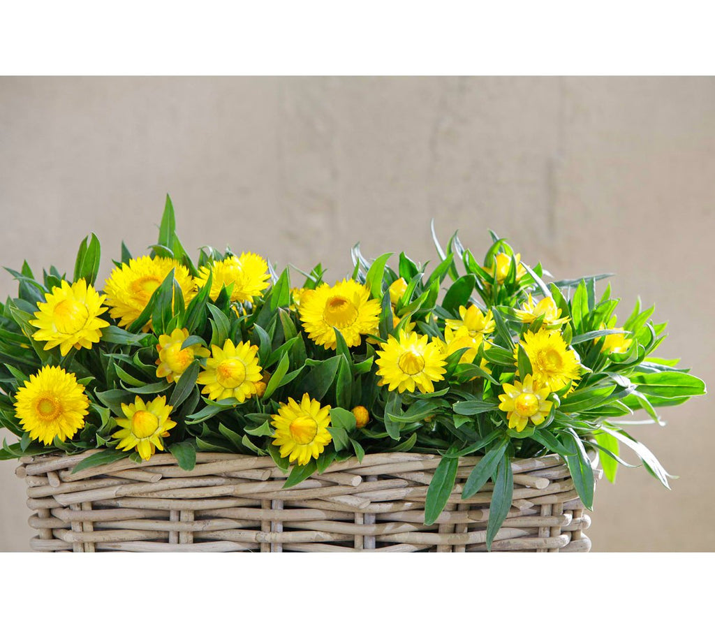 Dehner Rattan Planter – Weather-Resistant Grey/Brown Flower Pot