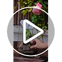 NCYP Geometric Glass Terrarium – Irregular Succulent Planter, Black