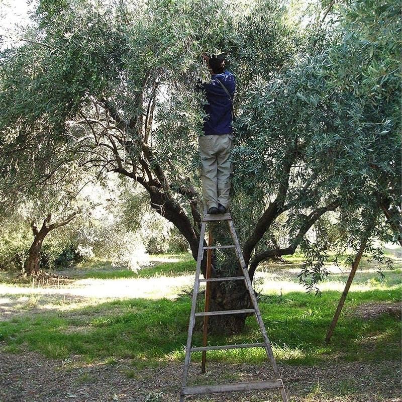 Odysea Greek Extra Virgin Olive Oil | PGI Chania Crete | 3L Tin