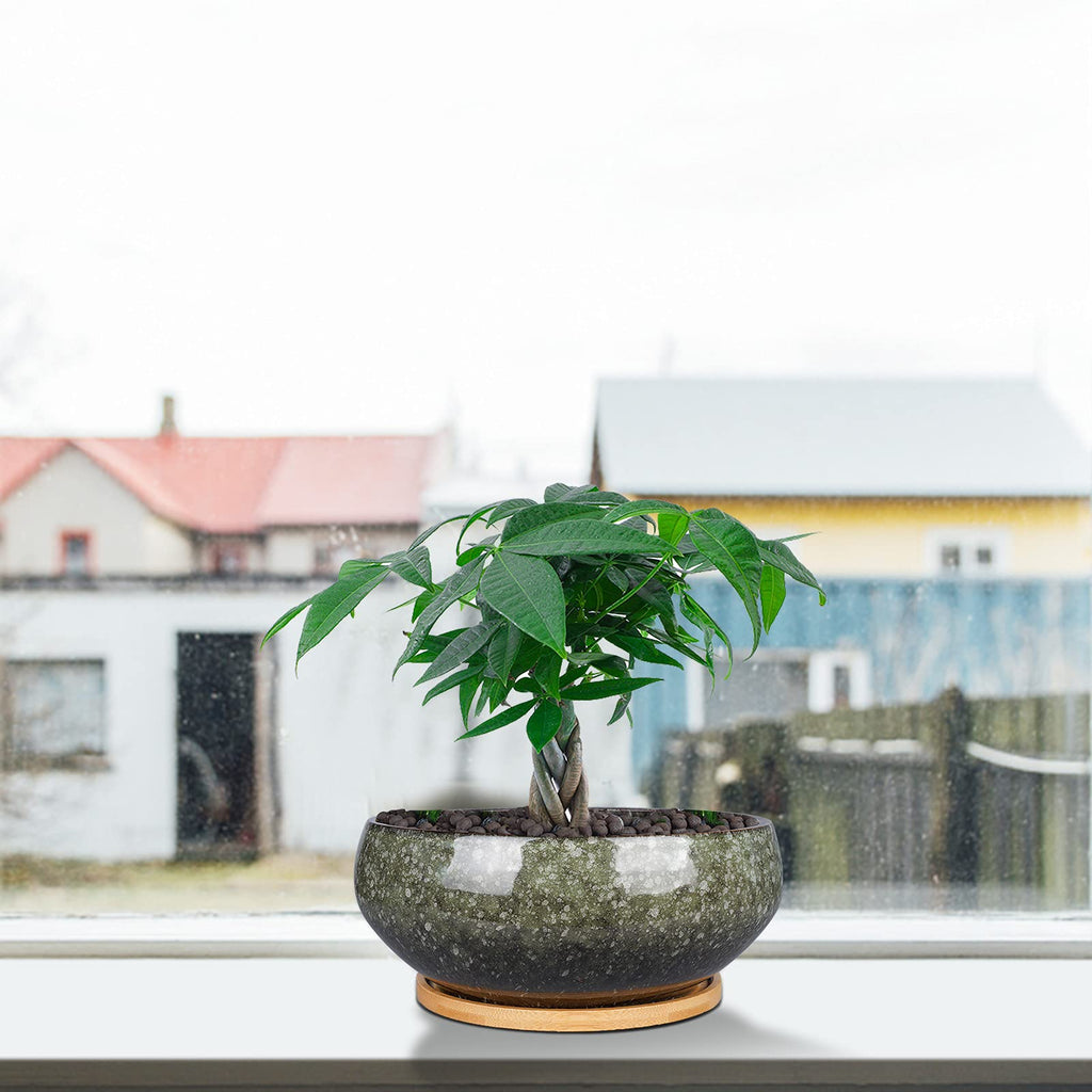 Jolof Store 8 Inch Ceramic Bonsai Planter Pot with Bamboo Tray – Green