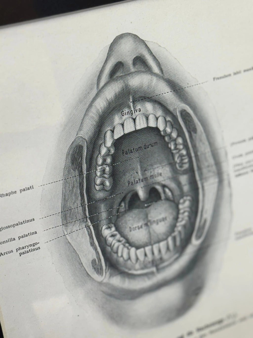 Victorian Anatomy Engraving – Antique Medical Print R