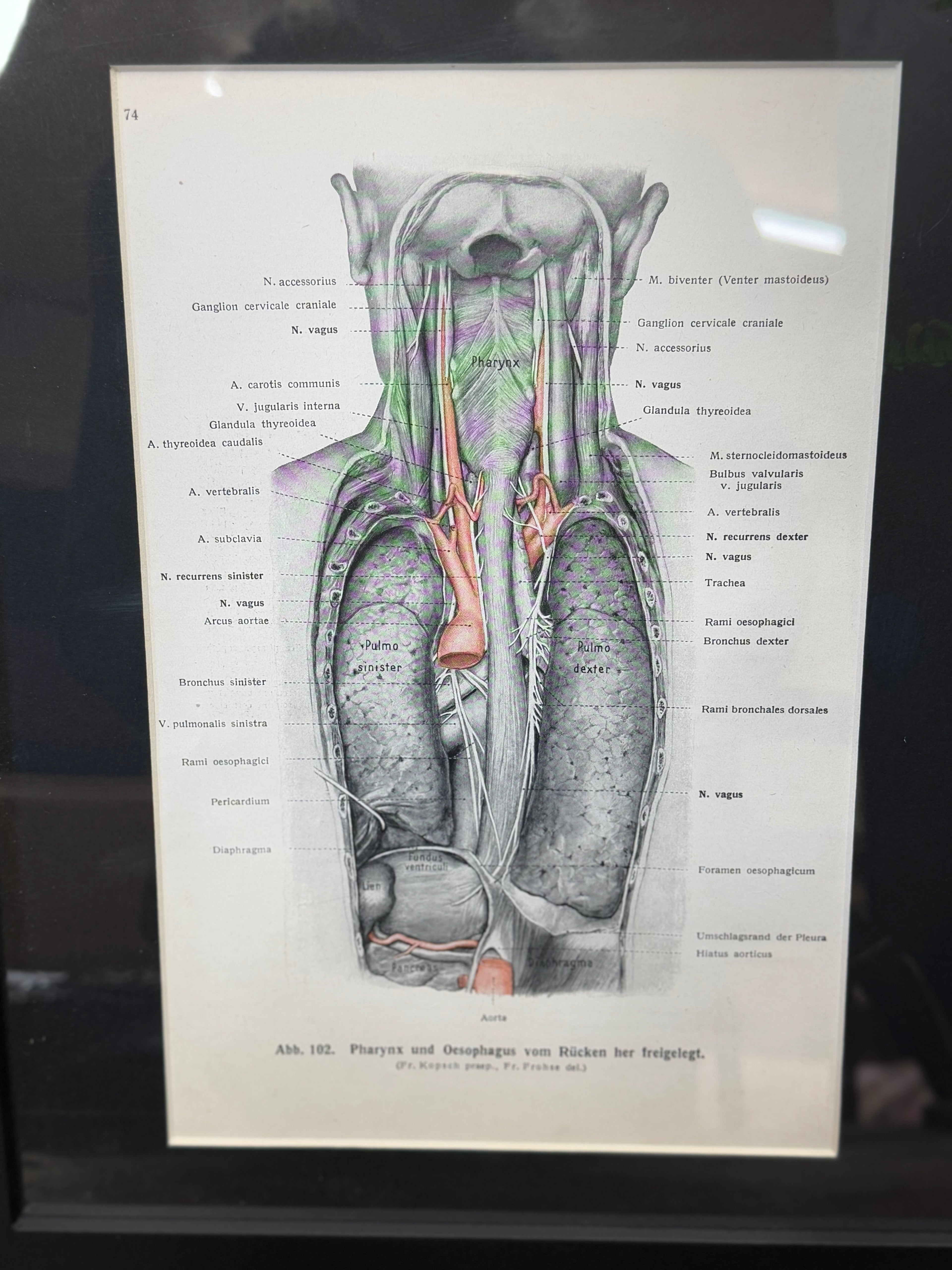 Framed Antique Anatomy Print 1920s Medical Book Plate Wall Art Picture G