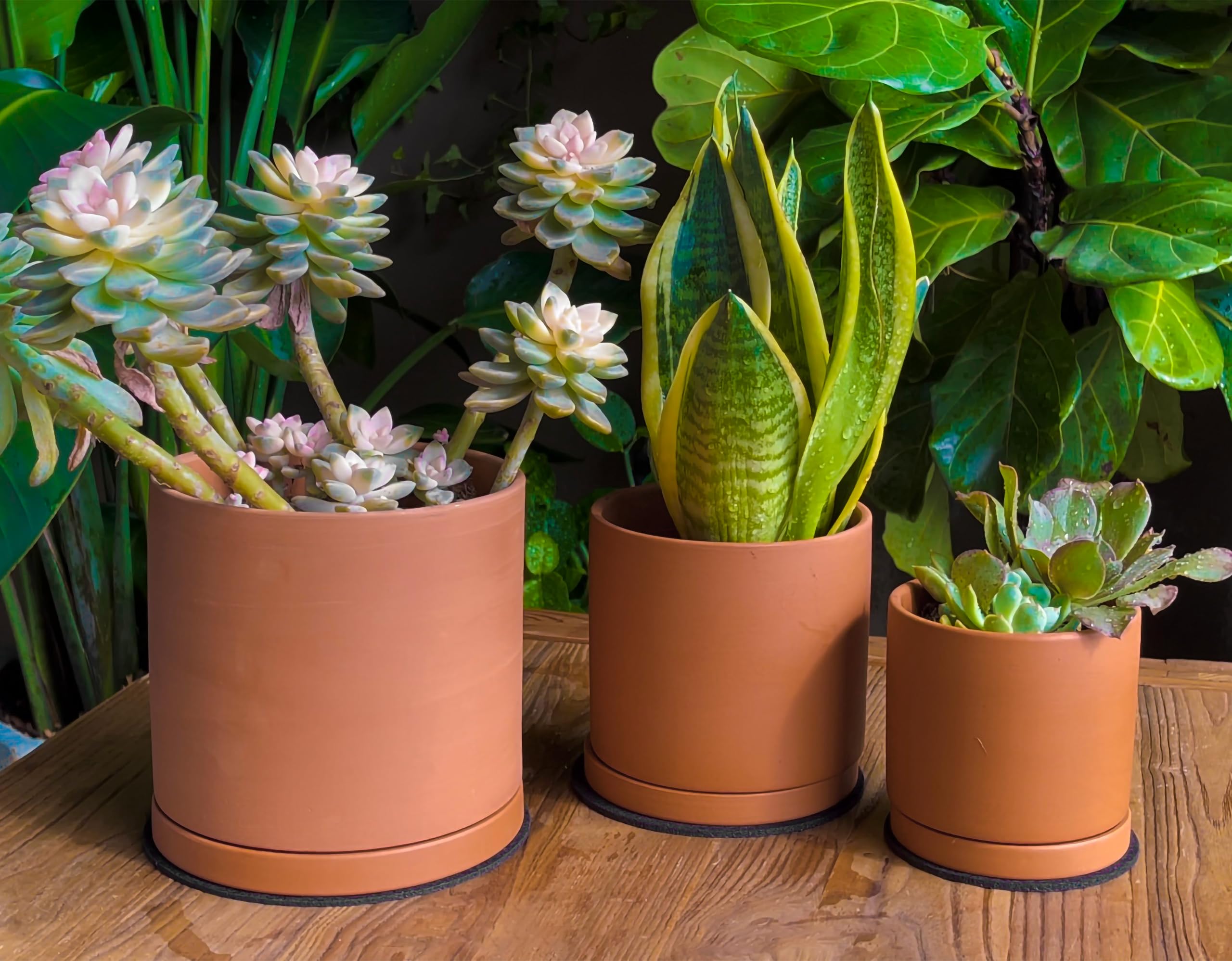 D'vine Dev Terracotta Succulent Planter Pots with Drainage - Set of 3