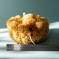 XL Natural Honeycomb Sea Sponge – Unbleached 18cm
