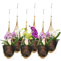 Lanccona 5-Inch Bamboo Orchid Hanging Planter – 6 Pack Hand-Woven Baskets