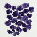Polly’s Petals Edible Freeze Dried Purple Violas - 40 Flower Heads