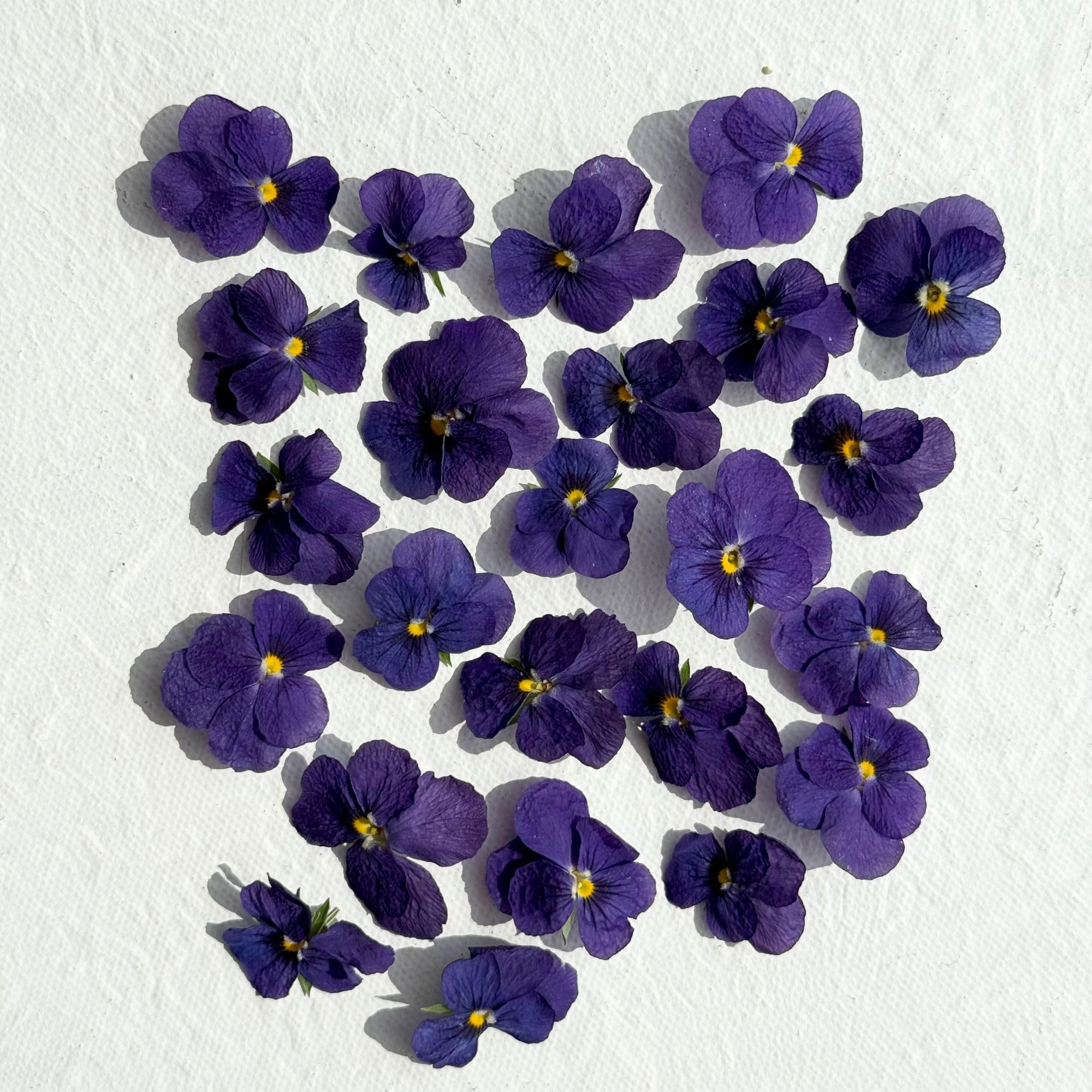 Polly’s Petals Edible Freeze Dried Purple Violas - 40 Flower Heads