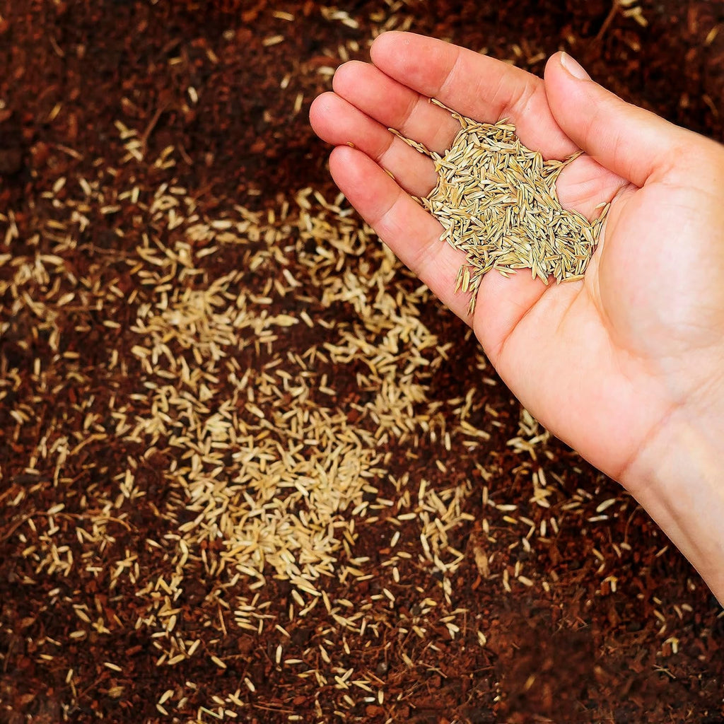 R&R SHOP Perennial Ryegrass Lawn Seeds - Fast Growth (5Kg - 200mq)
