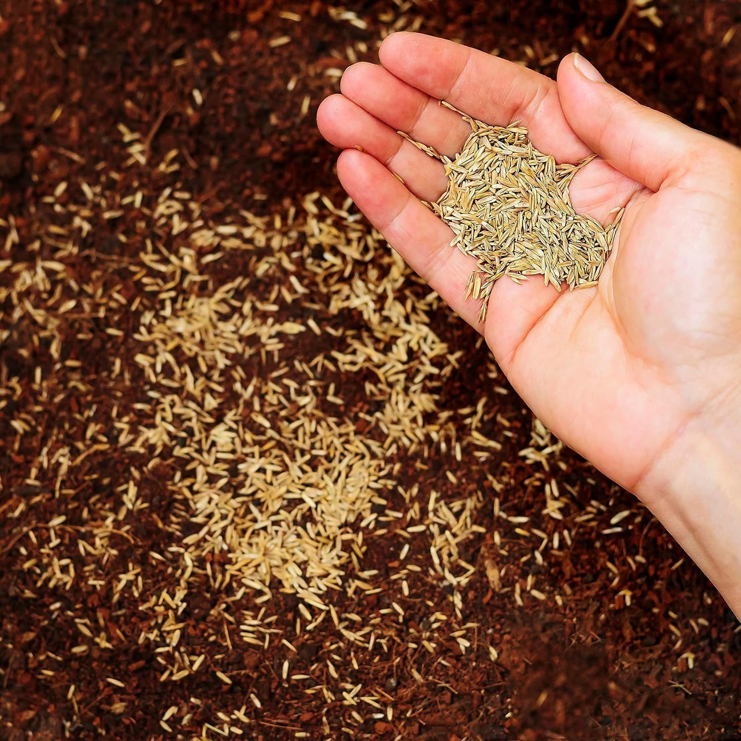 R&R SHOP Perennial Ryegrass Lawn Seeds - Fast Growth (5Kg - 200mq)