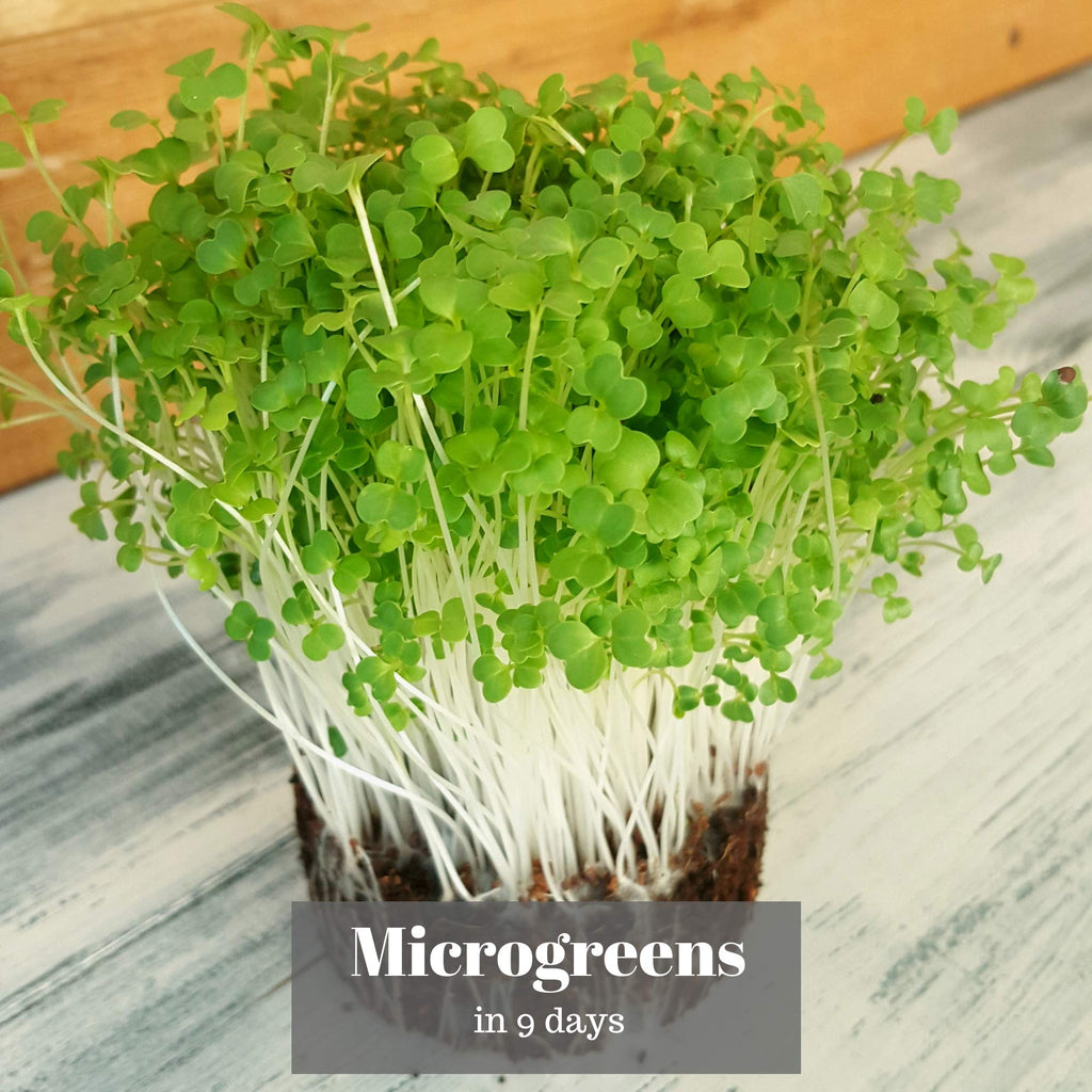 Verdant Republic Organic Broccoli Calabrese Sprouting Seeds – 1kg