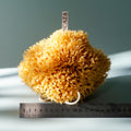 Jolof Store Natural Honeycomb Sea Sponge – Unbleached 16cm Bath Sponge