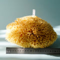 Jolof Store XXL Natural Honeycomb Sea Sponge – Unbleached 18-20cm