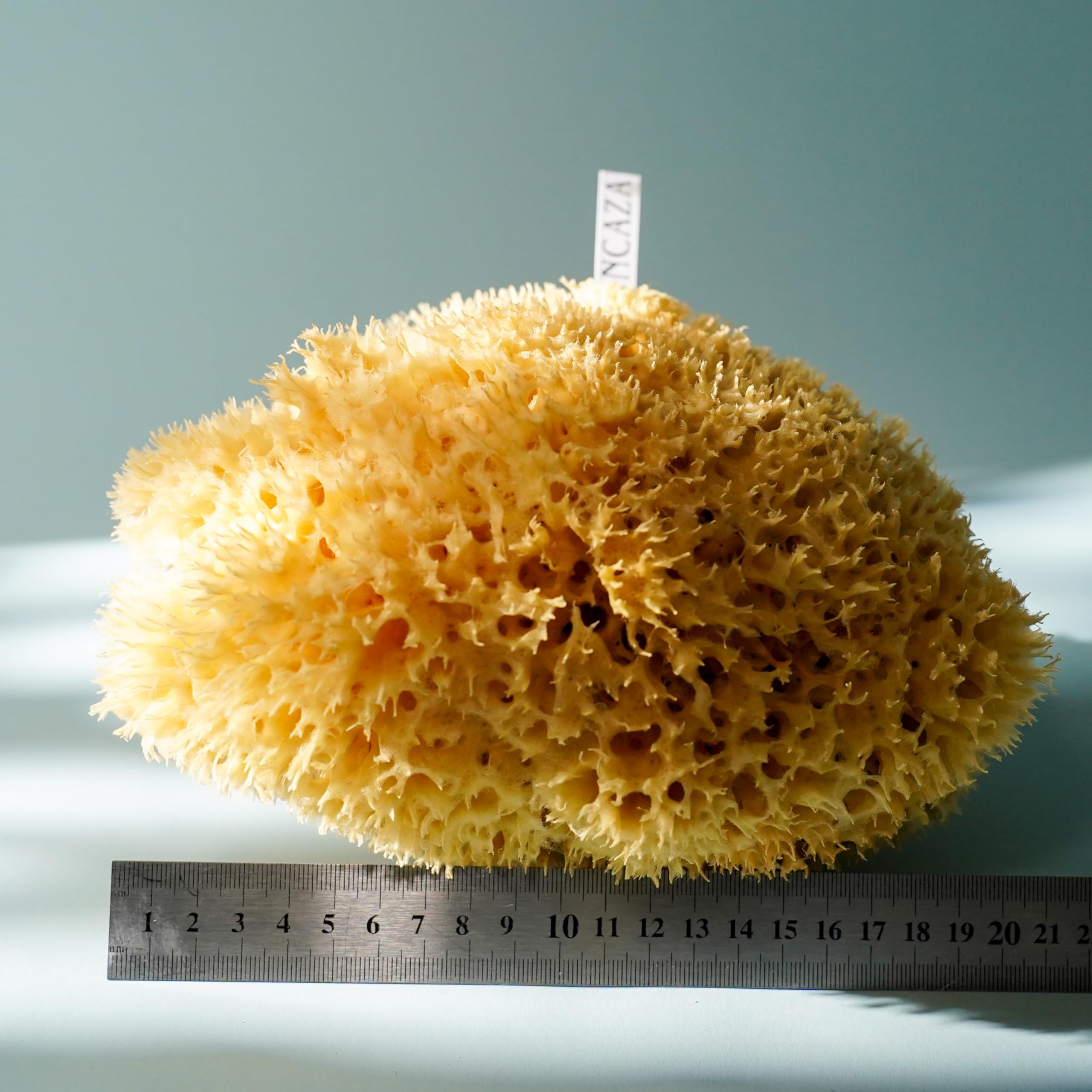 Jolof Store XXL Natural Honeycomb Sea Sponge – Unbleached 18-20cm