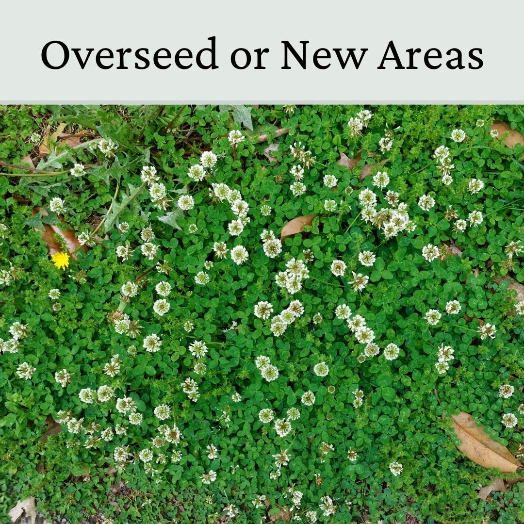 Micro Clover Seed - 100% Small Leaf White Clover - 1kg