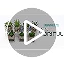 Briful Artificial Succulents - Set of 3 Faux Plants in Mini Glass Pots